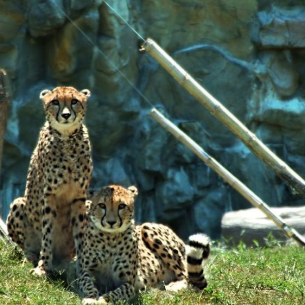 0fc57987e66d70edb91943c52eb4ac71--det