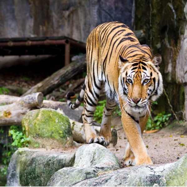 20191106-1573062189-excursion_al_zoo_temaiken_tu_experiencia_1