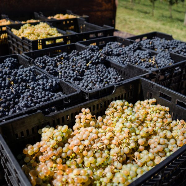 23 01 23 VENDIMIA_152