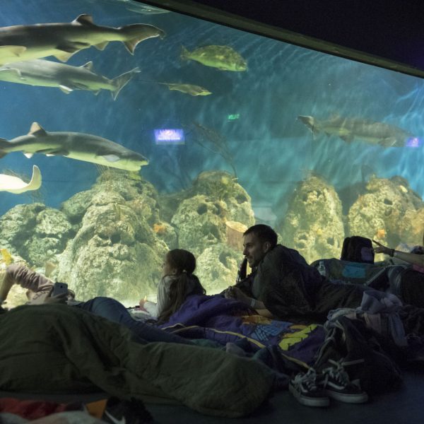 496-31121273767_a8bc2d9bed_o